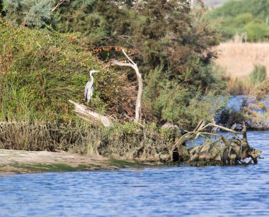 İtalya 'da balıkçıl kuşu manzarası