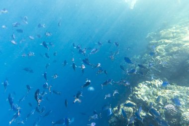Sharm El Sheik 'te büyük bir balık grubu görülüyor.