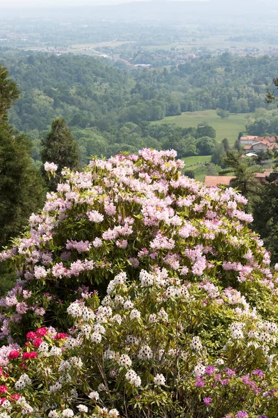 イタリア ブルシーナ公園の美しいツツジの花の眺め — ストック写真