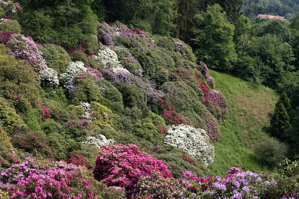 Utsikt Vakre Rhododendron Blomster Burcina Parken Italia – stockfoto