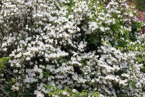 Άποψη Του Όμορφου Λουλουδιού Rhododendron Στο Πάρκο Burcina Ιταλία — Φωτογραφία Αρχείου