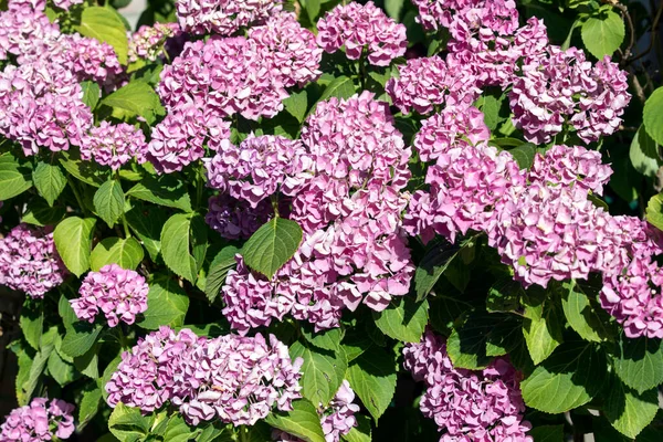 İtalya 'da güzel bir hortensiya çiçeği manzarası