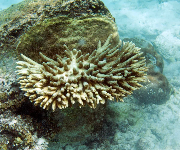 Близький Вид Коралів Сейшельських Островах — стокове фото