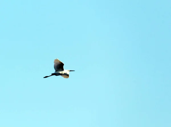Une Vue Oiseau Héron Italie — Photo