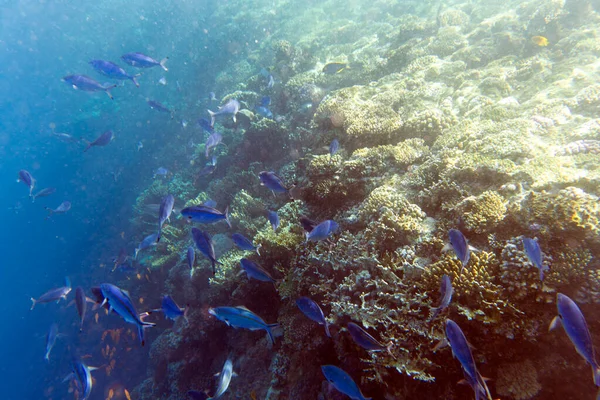 沙姆沙伊赫大群鱼类的图景 — 图库照片