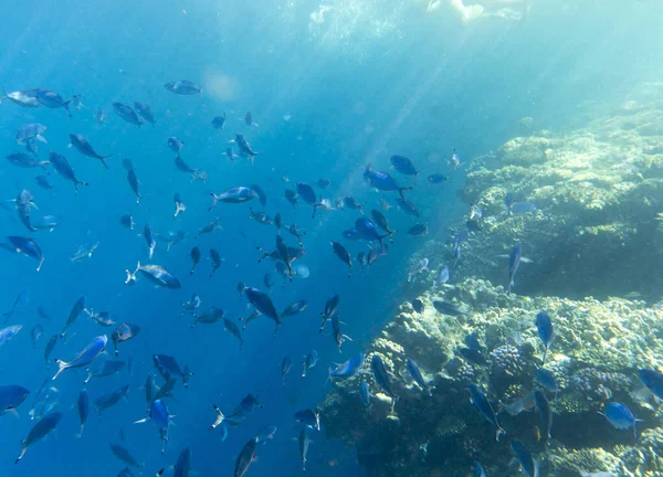 Uma Visão Grande Grupo Peixes Sharm Sheik — Fotografia de Stock