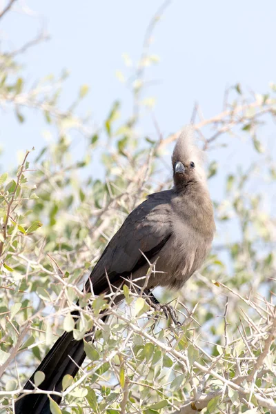 Una Vista Ravvicinata Uccello Grigio Che Namibia — Foto Stock