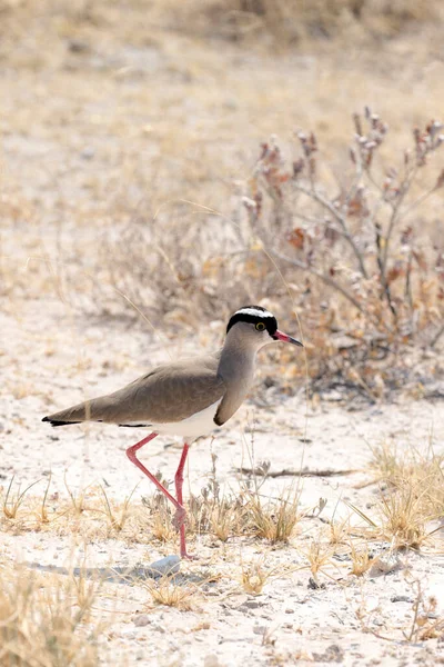 Gekrönter Kiebitz Namibia Aus Nächster Nähe — Stockfoto