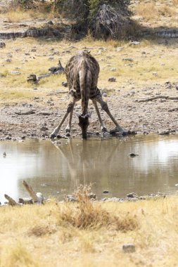 Namibya 'daki su birikintisindeki zürafa resmi.