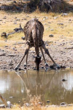 Namibya 'daki su birikintisindeki zürafa resmi.