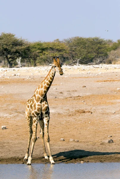 Picture Giraffe Water Hole Namibia — Stock Photo, Image