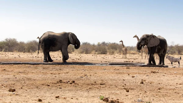 Прекрасный Вид Слона Парке Намибия — стоковое фото