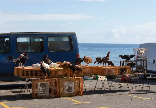 Saint Paul Réunion August 2022 Hühnchen Auf Dem Markt Von — Stockfoto