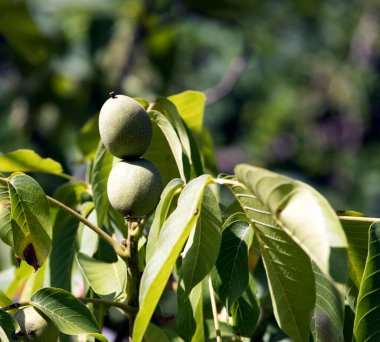 İtalya 'da ağaçta iki ceviz manzarası