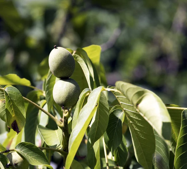 Pohled Dva Vlašské Ořechy Stromě Itálii — Stock fotografie