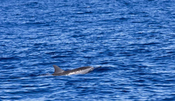 拉留尼旺岛普通海豚景观 — 图库照片