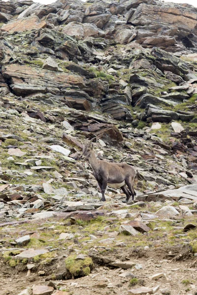 Uitzicht Een Steenbok Noord Italië — Stockfoto