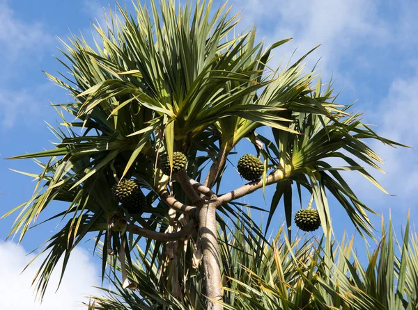 Reunion Daki Pandanus Fabrikasının Görüntüsü — Stok fotoğraf