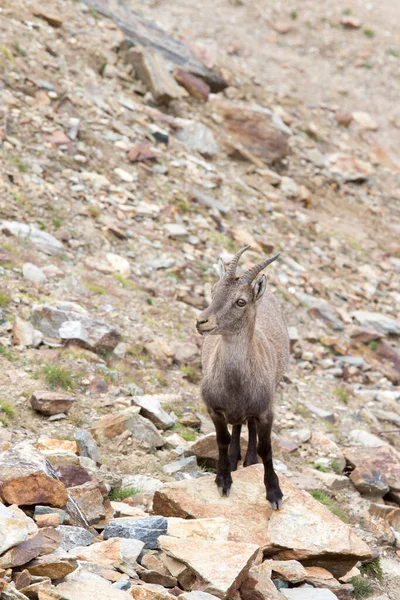 View Alpine Ibex North Italy — Stock Photo, Image