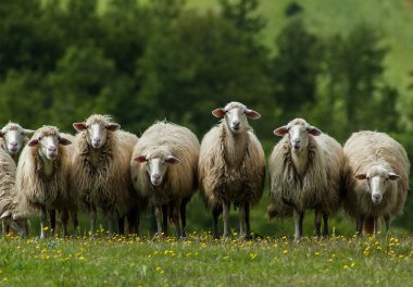 Sheep in Tuscany clipart