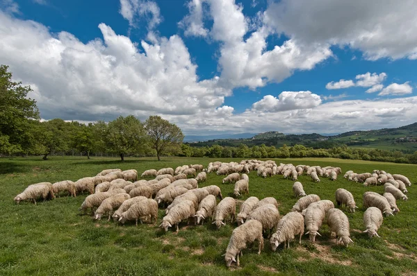 Ovejas en Toscana — Foto de Stock