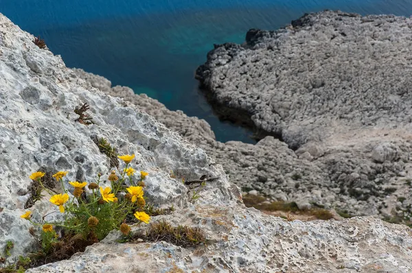 Wild flowers on cliffs — Stock Photo, Image