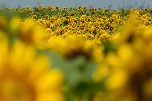 Girasoli — Foto Stock