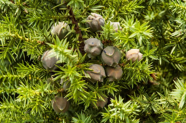 Juniperus drupacea (Syrian Juniper) — Stock Photo, Image