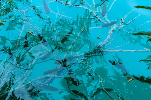 Balık, dalları ve su üzerine düşünceler — Stok fotoğraf