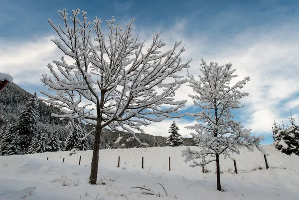 Snötäckta träd — Stockfoto