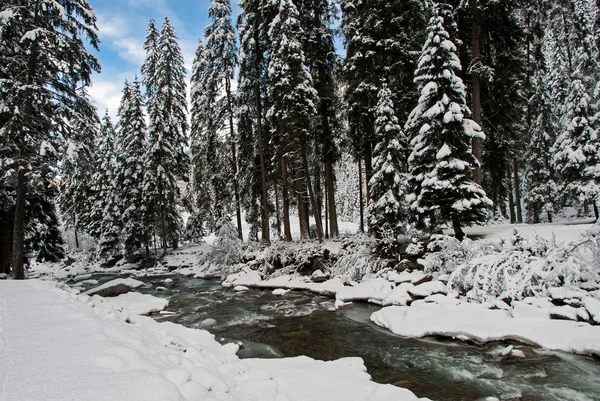 Foresta innevata — Foto Stock