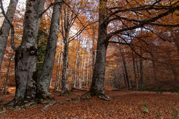 Wald im Herbst — Stockfoto