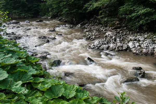 Stream in Bosnia and Herzegovina — Stock Photo, Image