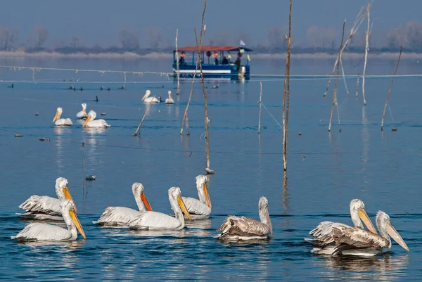 ギリシャの湖 kerkini — ストック写真