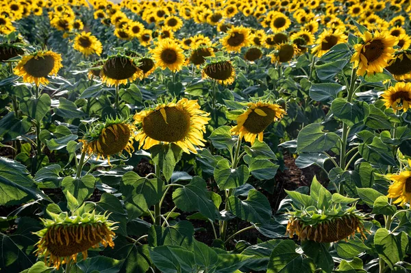 Campo Girasoli Grecia Estate — Foto Stock