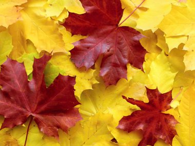 Backgrounds of maple leafs