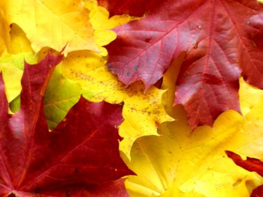 Akçaağaç leafs_1 arka