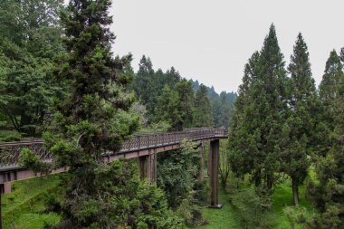 Tahta ve çelik gökyüzü geçidi Tayvan 'daki alishan Ulusal Parkı' ndaki doğa gradenli güzel bir ağaçtır..