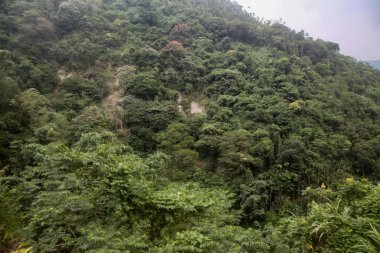 Tayvan 'daki ulusal parktaki orman ve dağ manzarası
