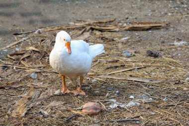 Beyaz kaz yazın bahçede duruyor. 