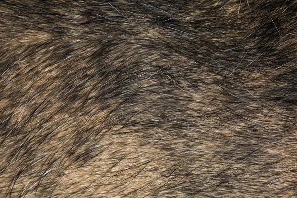 Doku Desen Için Siyah Kahverengi Köpek Derisini Kapat — Stok fotoğraf