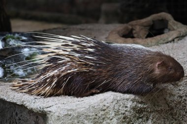 Malezyalı kirpi hayvanı uyu ve dinlen. 