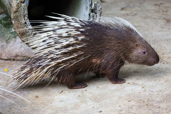 Close Malayan Porcupine Animal — Stock Photo, Image