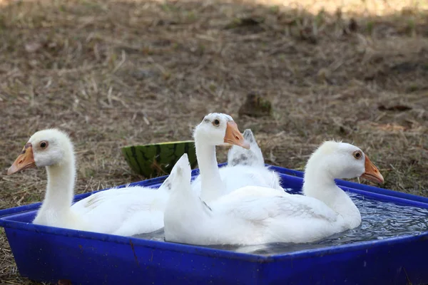 Group goose play water on blue bath