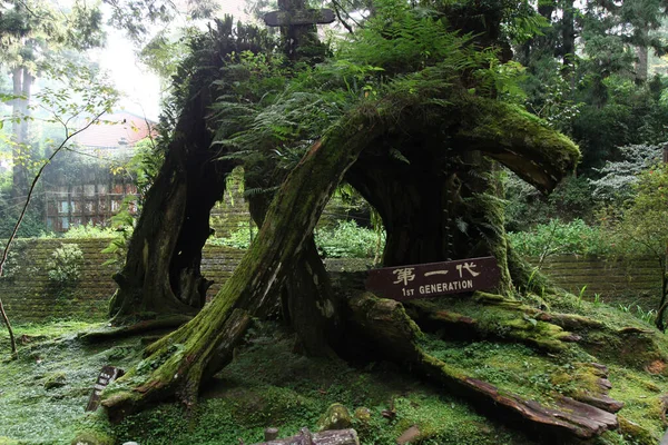 Stary Korzeń Wielkie Drzewo Obszarze Parku Narodowego Alishan Tajwanie — Zdjęcie stockowe