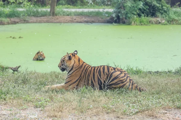 Бенгальский Тигр Сидит Отдыхает Саду Реки — стоковое фото