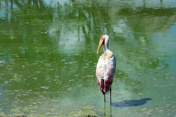 Painted Stork Bird Mycteria Leucocephala River — Stock Photo, Image