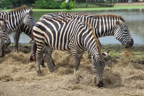 Família Burchell Zebra Está Comendo Fazenda Perto Rio — Fotografia de Stock