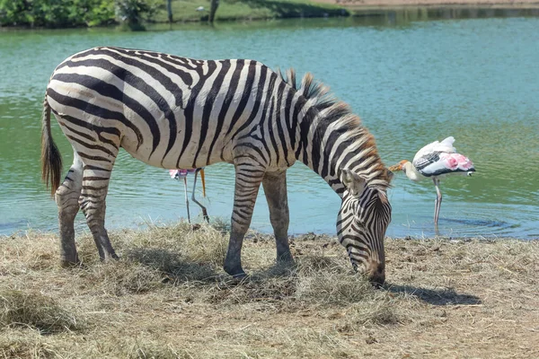 Zebra Burchell Está Comendo Fazenda Perto Rio — Fotografia de Stock