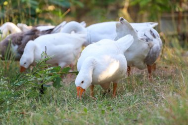 Beyaz kaz grubu bahçede yürüyor.